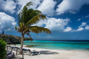 Palm Tree on a Beach 